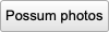 Possum photos