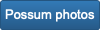 Possum photos
