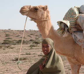 Somali girl with camel photo image